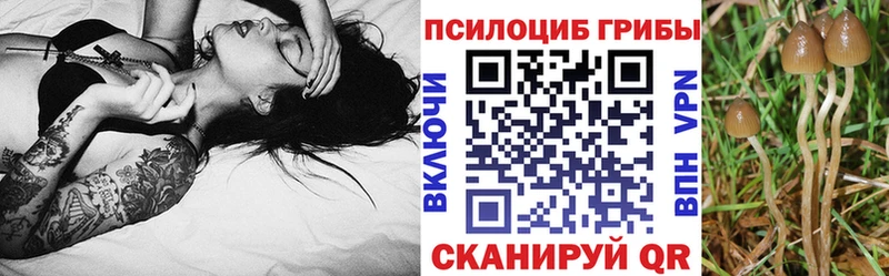 mega онион  купить   Дубовка  Псилоцибиновые грибы мицелий 